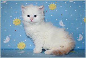 Male Siberian Kitten from Deedlebug Siberians